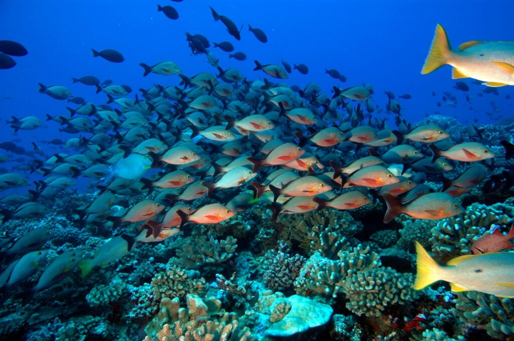 Découvrez le joyau naturel du lagon de Nouvelle-Calédonie. Une biodiversité exceptionnelle à découvrir. Le lagon de Nouvelle-Calédonie est un lieu réputé pour sa biodiversité exceptionnelle